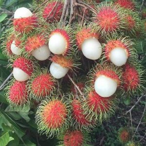harga bibit tanaman Bibit Buah Rambutan Tanaman Binjai-Bibit Binjai Asli-Bibit CangkokSambung Banda Aceh