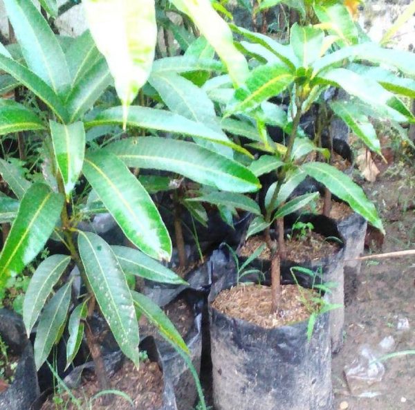 harga bibit tanaman Bibit Buah Tabulampot Mangga Yuwen Super Unggul Bisa Tanam Di Halmahera Selatan