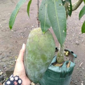 harga bibit tanaman Bibit Buah Tabulampot Tanaman Mangga Jumbo Atau Kyojai Okulasi Cocok Di Tanam Tanjung Pinang