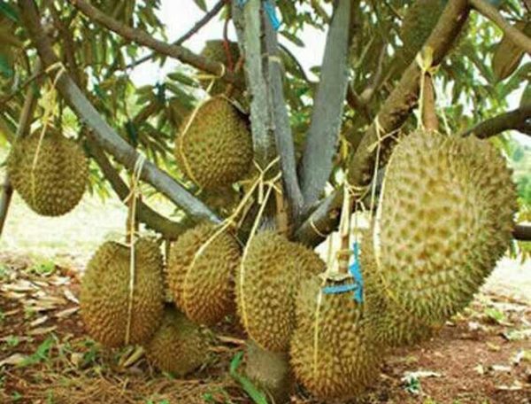 harga bibit tanaman Bibit Duren Montong Ready Tanaman Buah Durian Monthong - Musi Rawas Utara