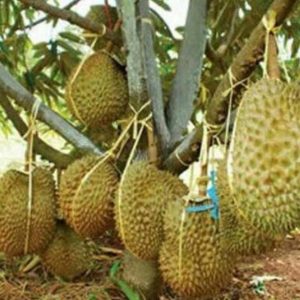 harga bibit tanaman Bibit Durian Bawor Segera Cek Kaki Tiga Banjarnegara