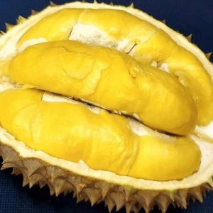 harga bibit tanaman Bibit Durian Bawor Super Unik Okulasi Situbondo