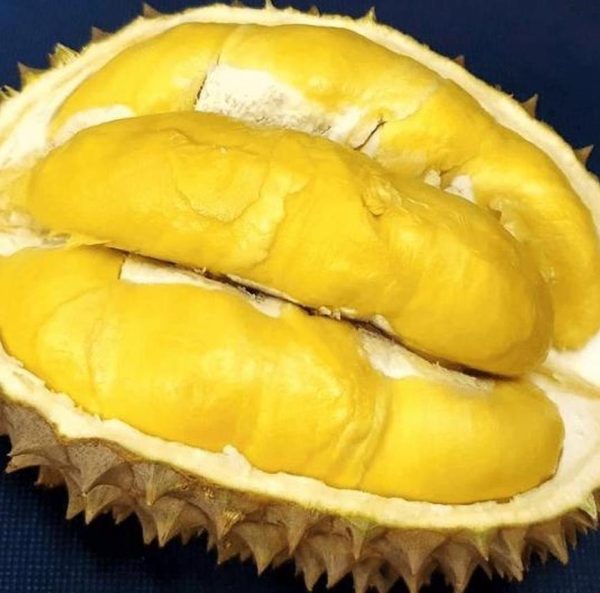 harga bibit tanaman Bibit Durian Bawor Super Unik Okulasi Situbondo