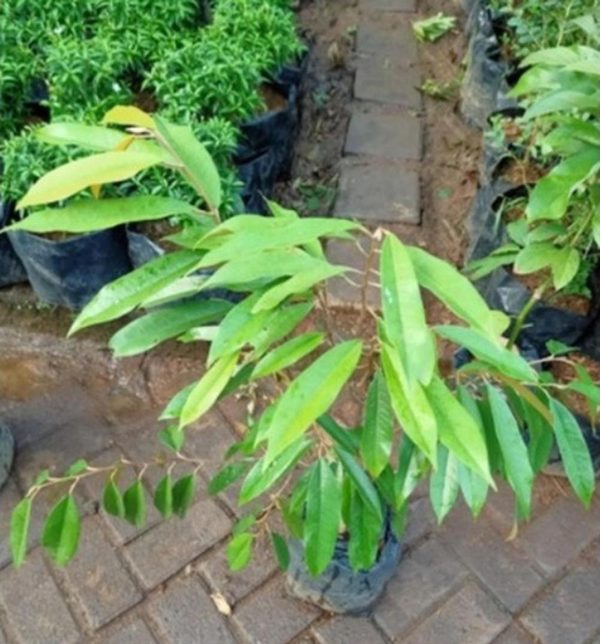 harga bibit tanaman Bibit Durian Cangkok Tanaman Pohon Buah Duren Montong Musang King Medan Palu Bawor Sumba Barat Daya
