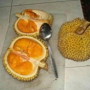 harga bibit tanaman Bibit Durian Duri Hitam Diskon Oche Okulasi Murah Banggai Laut