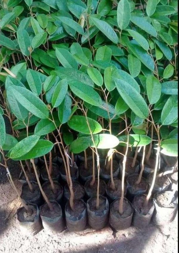 harga bibit tanaman Bibit Durian Duri Hitam Terlaris Montong Dan Musangking Kaki Tunggal Grosir Lamandau