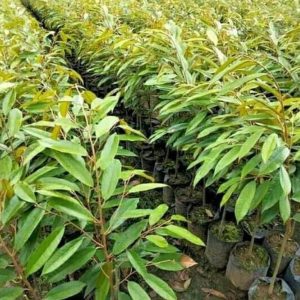 harga bibit tanaman Bibit Durian Montong Duri Hitam Majalengka