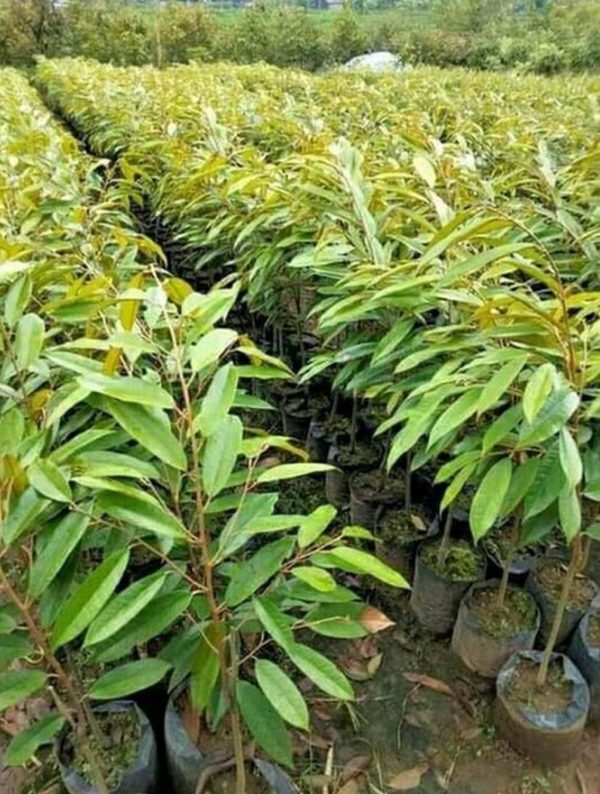 harga bibit tanaman Bibit Durian Montong Duri Hitam Majalengka