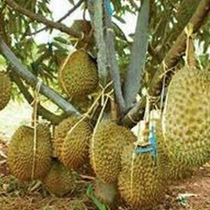 harga bibit tanaman Bibit Durian Montong Okulasi Cepat Buah Agam