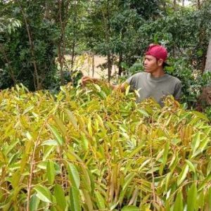 harga bibit tanaman Bibit Durian Musangking Okulasi Aceh Barat