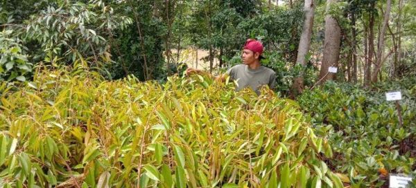 harga bibit tanaman Bibit Durian Musangking Okulasi Aceh Barat