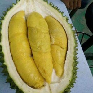 harga bibit tanaman Bibit Durian Musangking Sarmi