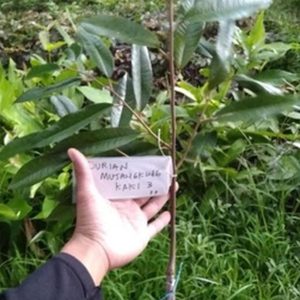 harga bibit tanaman Bibit Durian Musangking Teebaru Paling Besar Buahnya Jombang