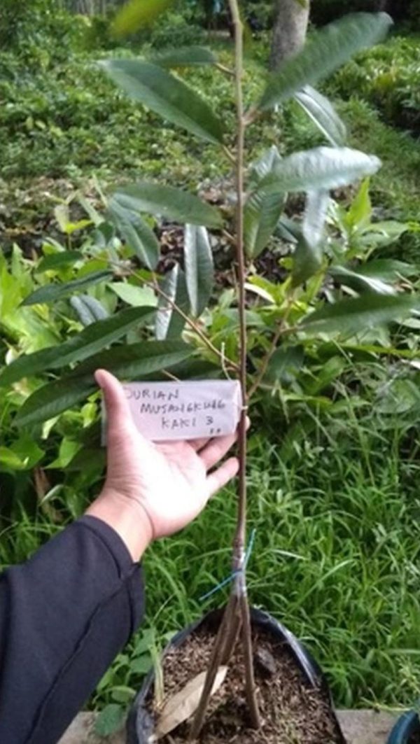 harga bibit tanaman Bibit Durian Musangking Teebaru Paling Besar Buahnya Jombang