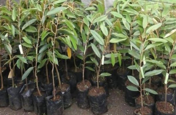 harga bibit tanaman Bibit Durian Super Tembaga Bangka Asli - Agrotani Buru