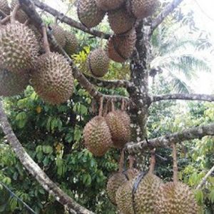 harga bibit tanaman Bibit Durian Super Tembaga Unggul Murah Lombok Utara
