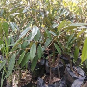 harga bibit tanaman Bibit Durian Unggul Bawor Kaki Tiga Supiori