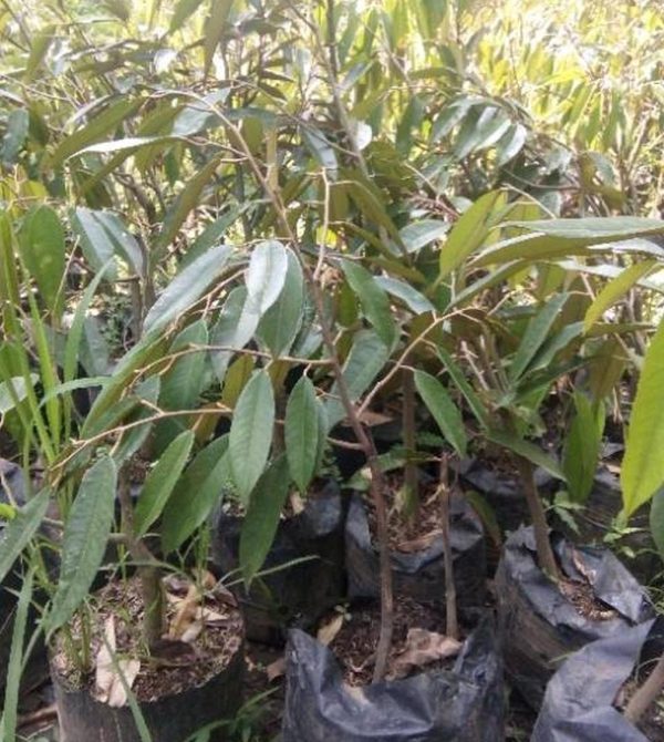 harga bibit tanaman Bibit Durian Unggul Bawor Kaki Tiga Supiori