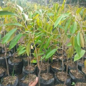 harga bibit tanaman Bibit Durian Unggul Montong Timor Tengah Selatan