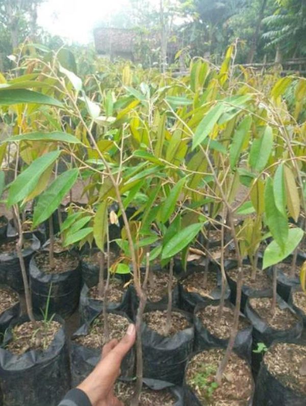 harga bibit tanaman Bibit Durian Unggul Montong Timor Tengah Selatan