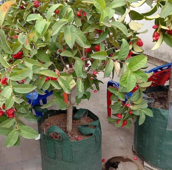 harga bibit tanaman Bibit Jambu Air Baru Hasil Cangkok Tanaman Hias Buah Kancing Citra Merah King Rose Dalhari , Ambon