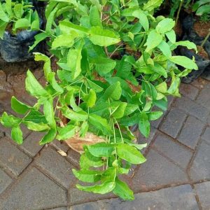 harga bibit tanaman Bibit Jambu Air Menarik Hasil Cangkok Tanaman Hias Buah Kancing Citra Merah King Rose Dalhari, Solok Selatan