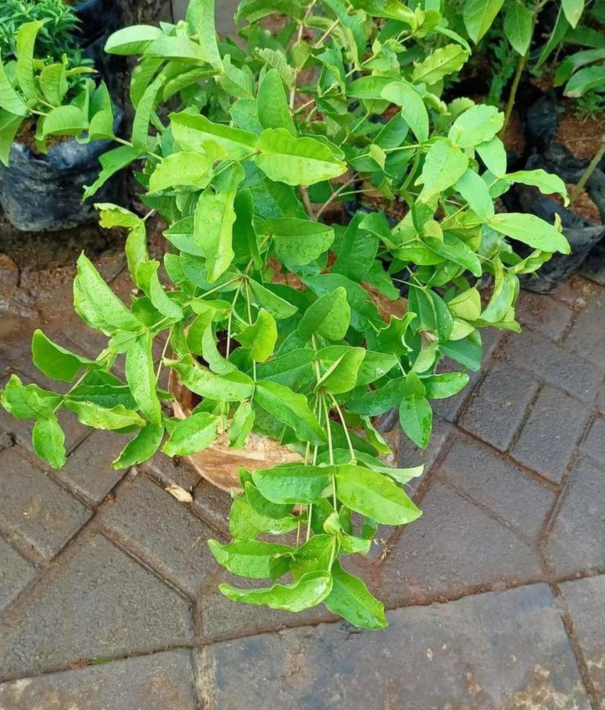 Gambar Produk harga bibit tanaman Bibit Jambu Air Menarik Hasil Cangkok Tanaman Hias Buah Kancing Citra Merah King Rose Dalhari, Solok Selatan