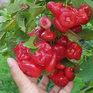 harga bibit tanaman Bibit Jambu Air Ord Hasil Cangkok Tanaman Hias Buah Kancing Citra Merah King Rose Dalhari Pas Bengkulu