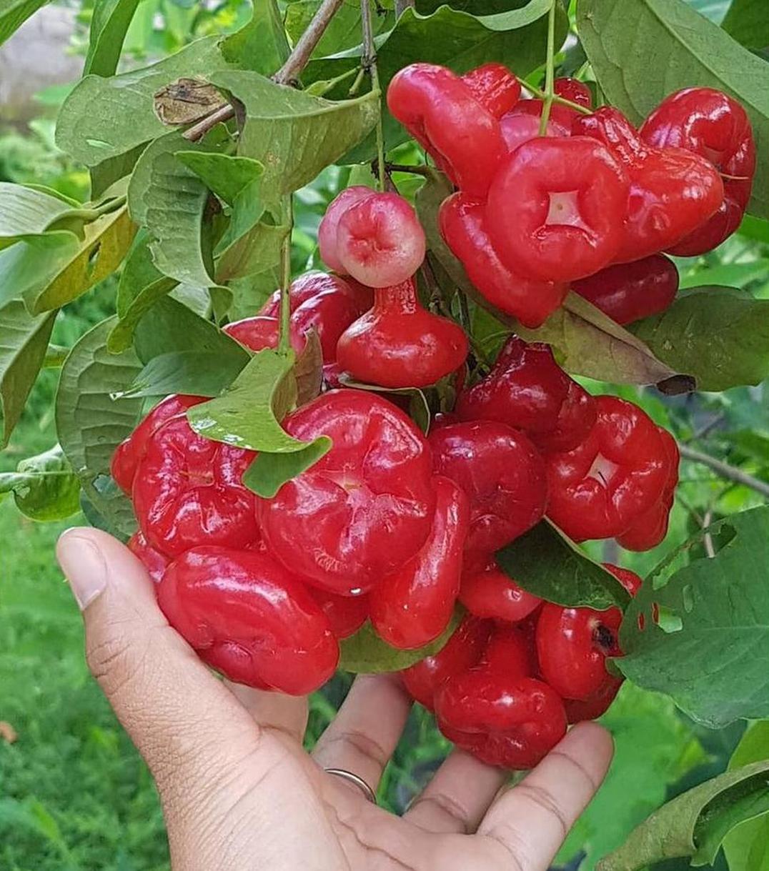 Gambar Produk harga bibit tanaman Bibit Jambu Air Ord Hasil Cangkok Tanaman Hias Buah Kancing Citra Merah King Rose Dalhari Pas Bengkulu