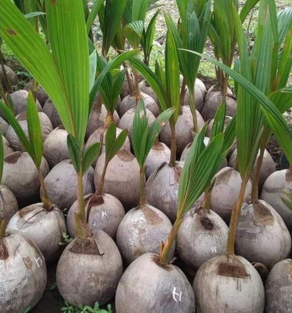 harga bibit tanaman Bibit Kelapa Genjah Tanaman Entog Jakarta Selatan