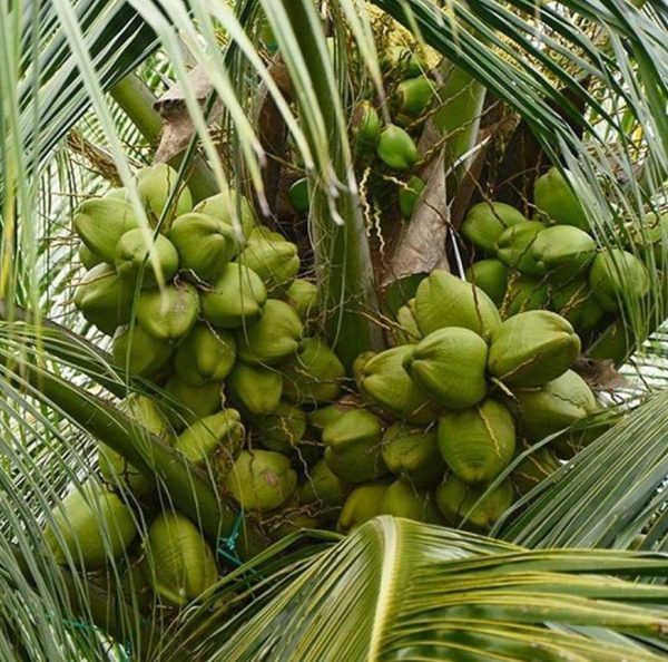 harga bibit tanaman Bibit Kelapa Hibrida Tanaman Buah Unggul, Murah, Bergaransi Lumajang