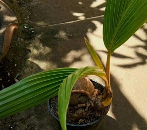 harga bibit tanaman Bibit Kelapa Pohon Kuning - Cirebon