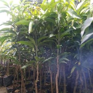 harga bibit tanaman Bibit Mangga Irwin Super Batang Besar Grobogan
