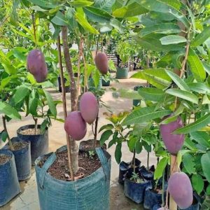 harga bibit tanaman Bibit Mangga Irwin Ungu Australia Super Genjah Murah Asli Palembang