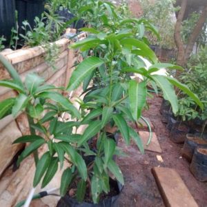 harga bibit tanaman Bibit Mangga Kiojay New Pohon Chokanan Hasil Okulasi Ukuran Besar Boven Digoel