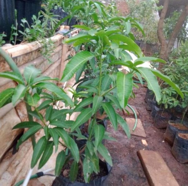 harga bibit tanaman Bibit Mangga Kiojay New Pohon Chokanan Hasil Okulasi Ukuran Besar Boven Digoel