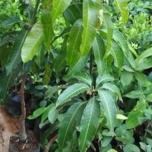 harga bibit tanaman Bibit Mangga Kiojay - Si Buah Besar Segera Diorder Tanjung Pinang