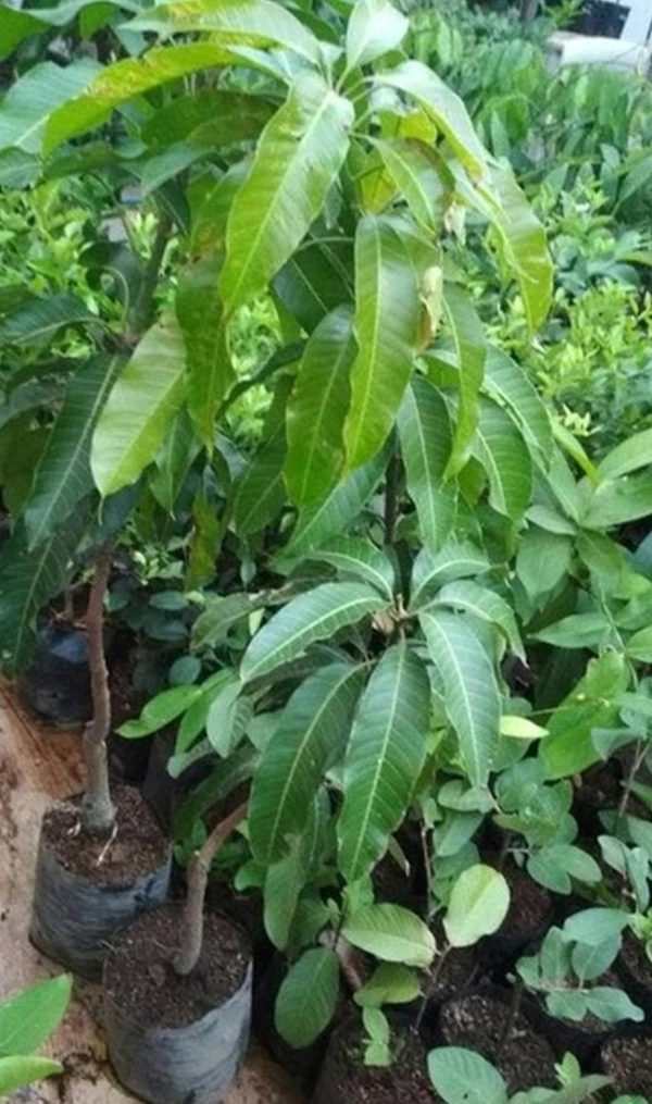 harga bibit tanaman Bibit Mangga Kiojay - Si Buah Besar Segera Diorder Tanjung Pinang
