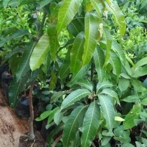 harga bibit tanaman Bibit Mangga Kiojay Terlaris - Si Buah Besar Lombok Barat