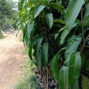 harga bibit tanaman Bibit Mangga Red Ivory Garansi Terhemat Murah Bengkulu Utara