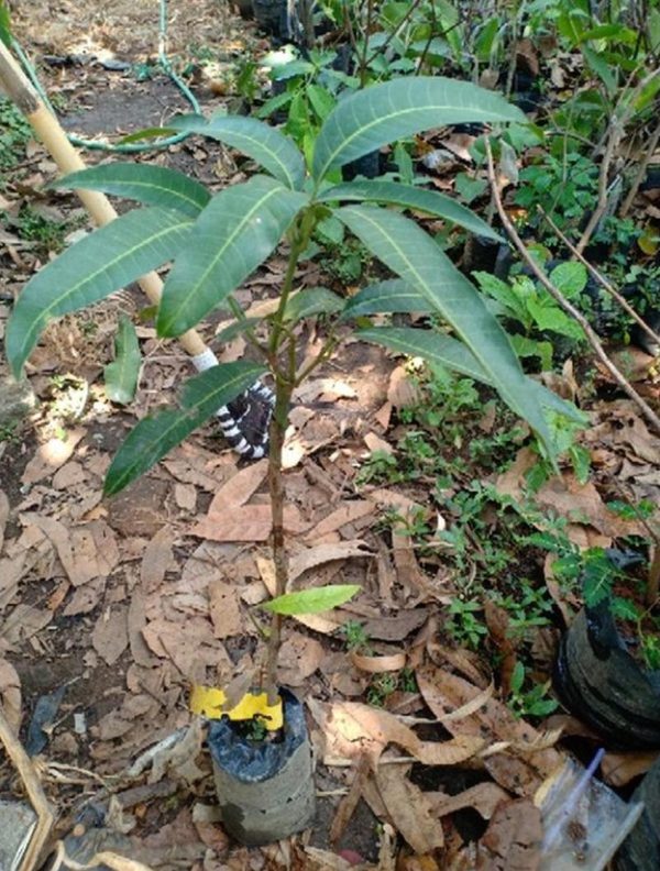 harga bibit tanaman Bibit Mangga Red Ivory Original Hasil Okulasi, Dikirim Seutuhnya Tanpa Mengurangi Media Tanam Jayapura