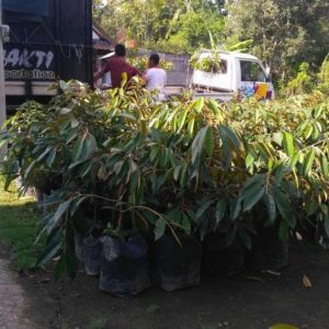 harga bibit tanaman Bibit Musang King Best Seller Buah Durian Musangking Unggul Sibolga