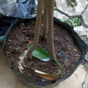 harga bibit tanaman Bibit Musang King Diskon Pohon Durian Kaki Tiga Bogor
