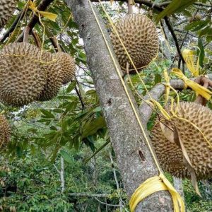 harga bibit tanaman Bibit Musang King Grosir Buah Durian Musangking Unggul New Toraja Utara