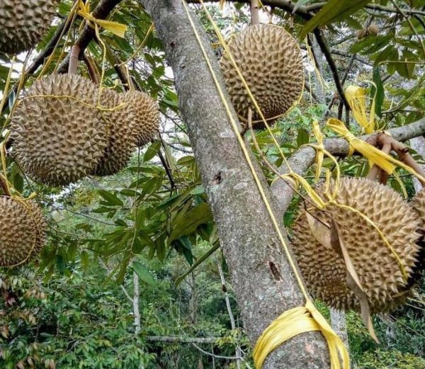 harga bibit tanaman Bibit Musang King Grosir Buah Durian Musangking Unggul New Toraja Utara