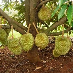 harga bibit tanaman Bibit Musang King Klik Beli Tanaman Buah Durian Kaki Tiga Unggul, Murah, Garansi Sj Agam
