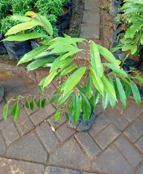 harga bibit tanaman Bibit Musang King New - Tanaman Pohon Buah Duren Durian Montong Medan Palu Bawor Hasil Cangkok Konawe