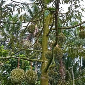 harga bibit tanaman Bibit Musang King Pohon Durian Kaki Tiga Realpict Padang Pariaman