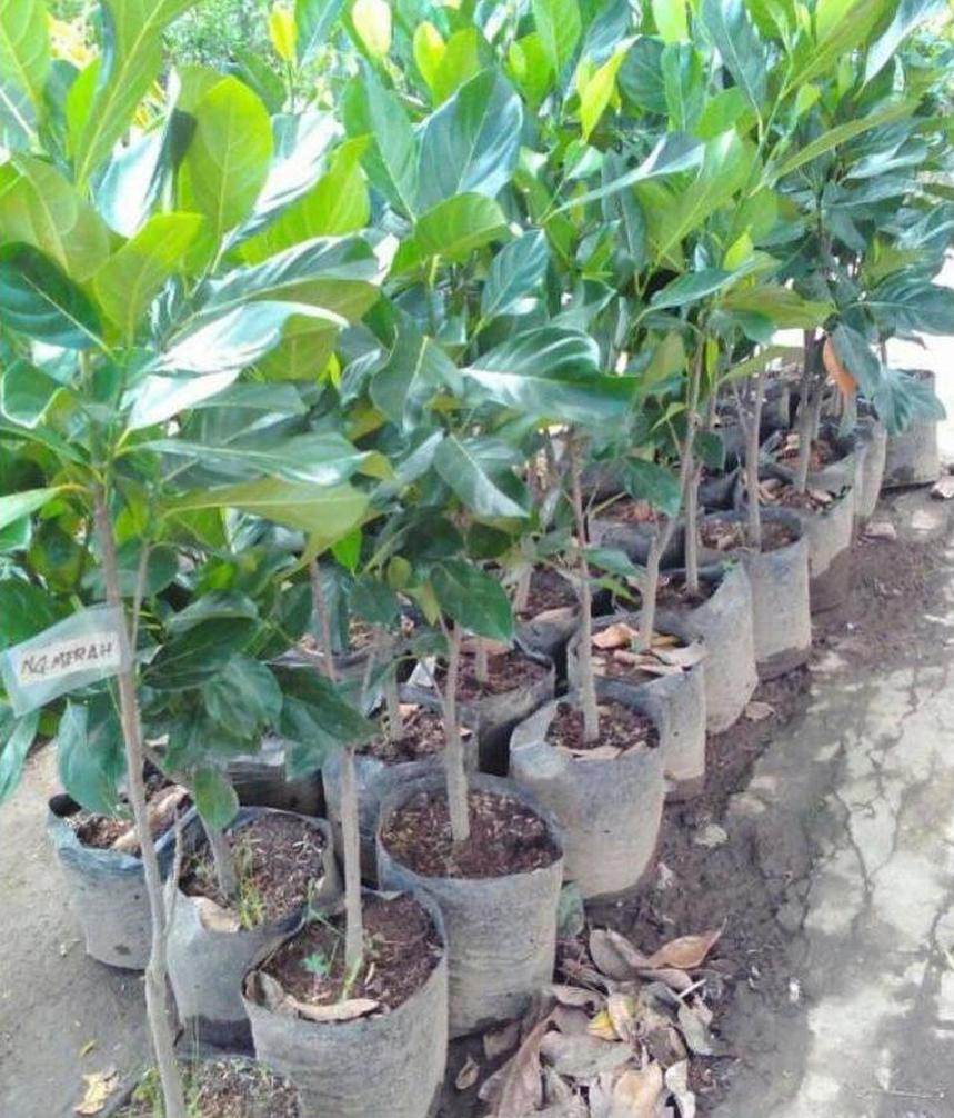 Gambar Produk harga bibit tanaman Bibit Nangka Merah Ready Okulasi Genjah Ybg Mimika