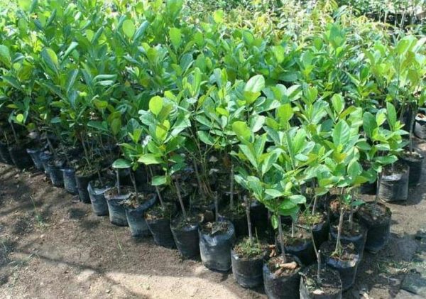 harga bibit tanaman Bibit Nangka Merah Tanaman Buah Red Jackfruit Gianyar